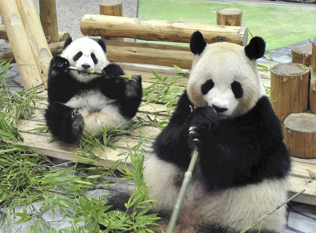 政治风波下的熊猫外交：中日关系降温，日本恐陷“无熊猫时代”！